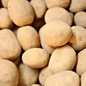 Kartoffeln - Die knollige Vielfalt